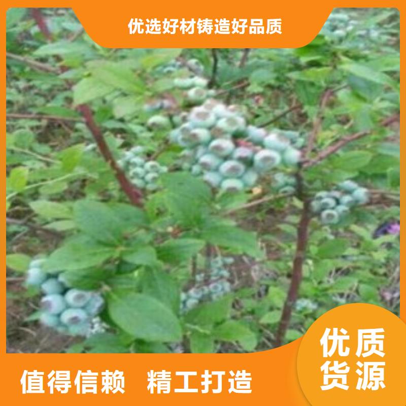 南平南部高丛蓝莓树苗原产地