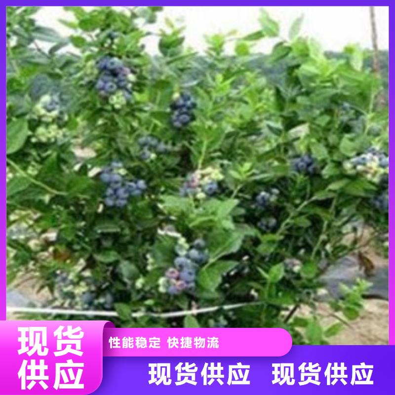 衡水矮丛蓝莓树苗出售