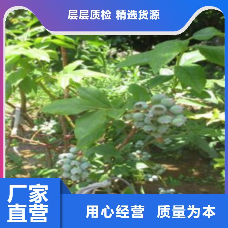 宝鸡蓝铃蓝莓树苗种植技术