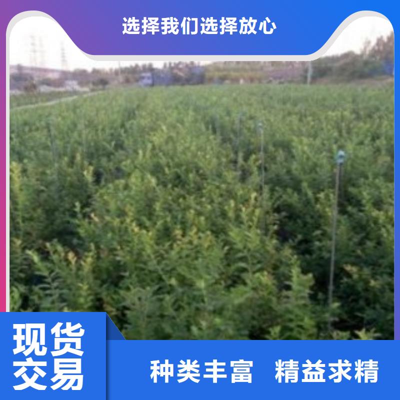 蓝光蓝莓树苗成活率高专业品质