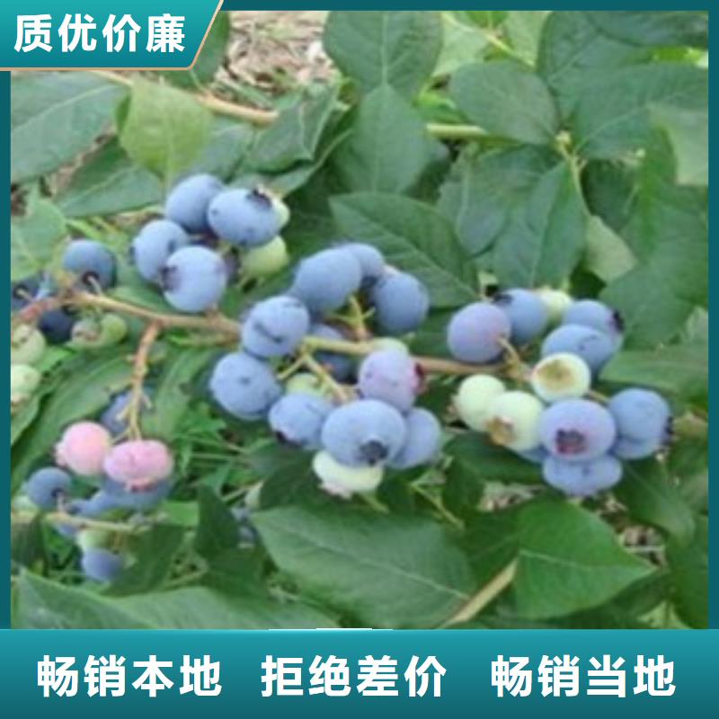 布里吉塔蓝莓树苗栽培时间好品质经得住考验