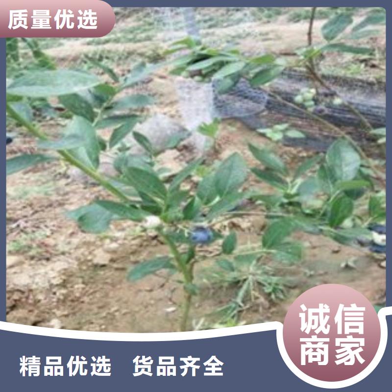 大庆达柔蓝莓树苗品种介绍