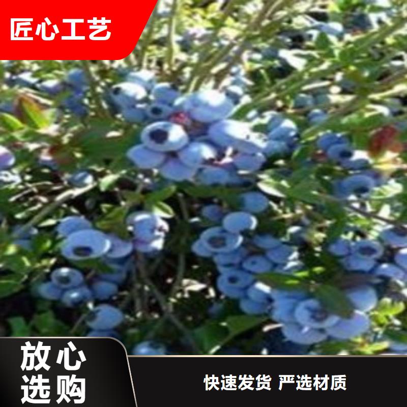 北京乔治宝石蓝莓树苗品种