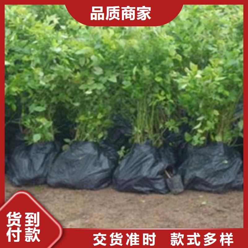 河北秦皇岛40公分考斯特蓝莓苗考斯特蓝莓苗种植方法