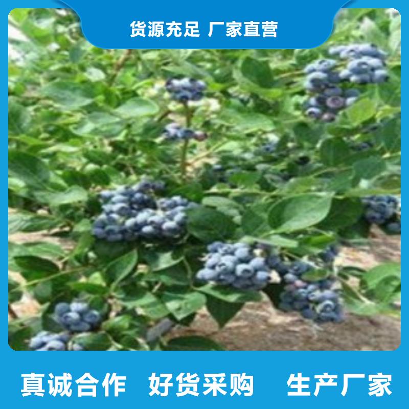 哈里森蓝莓苗量大从优制造厂家