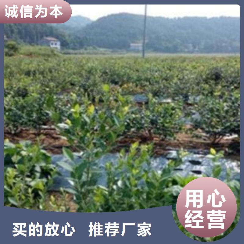 蓝莓苗-梨树苗极速发货工艺精细质保长久