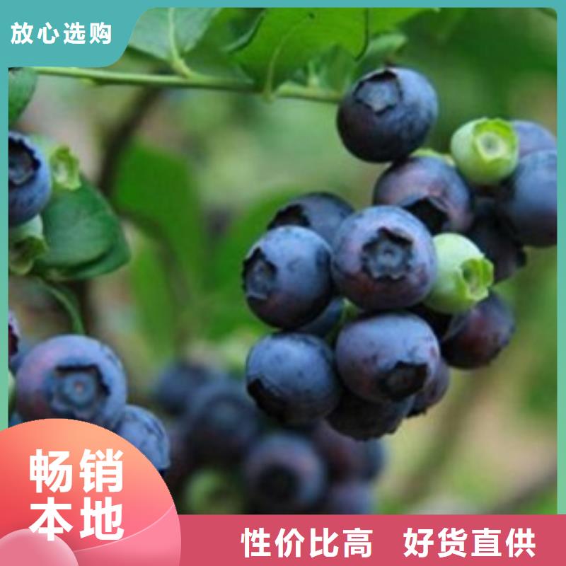 蓝莓苗葡萄苗多种优势放心选择当地货源