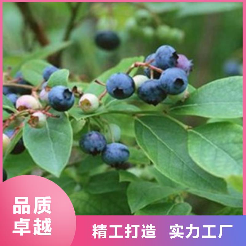 河北【蓝莓苗】苹果苗正品保障