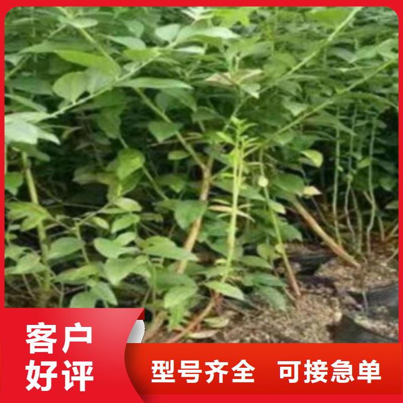 漳州蓝港蓝莓树苗品种介绍