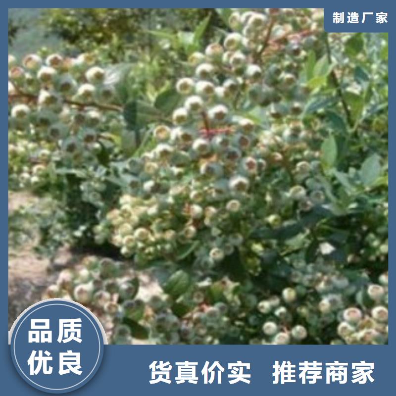 滨州米德蓝莓树苗品种介绍