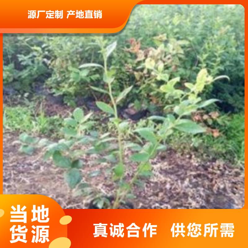 萍乡康维尔蓝莓树苗种植时间