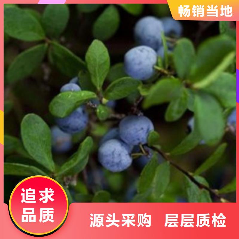 艾文蓝蓝莓苗品种介绍实力雄厚品质保障