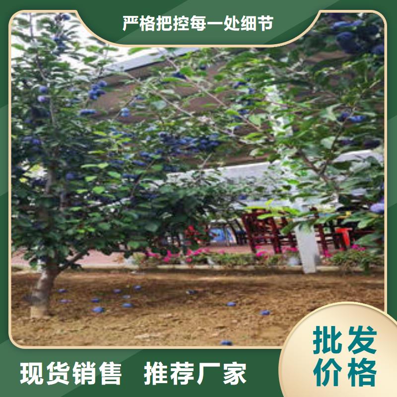 衡阳红李树苗种植时间