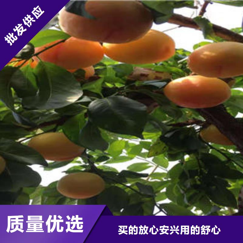 【李子苗】蓝莓苗工艺精细质保长久实时报价