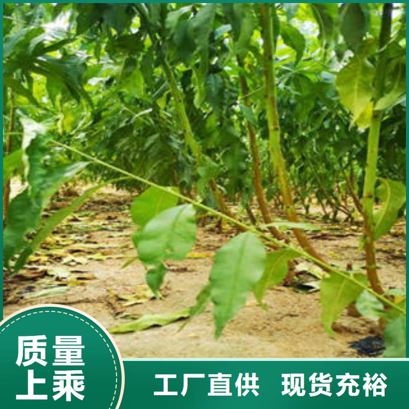 日本李王李子树苗生产基地当地货源