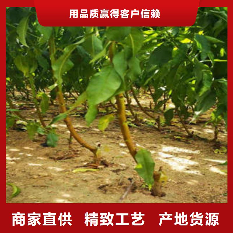 萍乡黑宝石李子苗种植方法