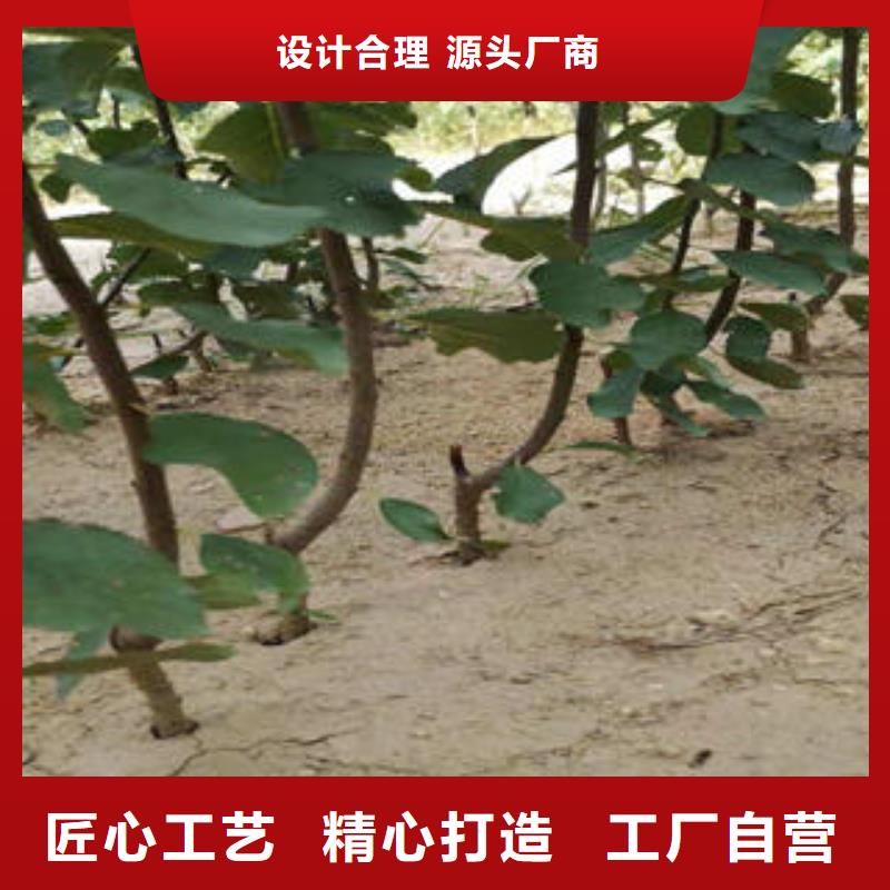 美国红血李李子树苗品种介绍库存丰富