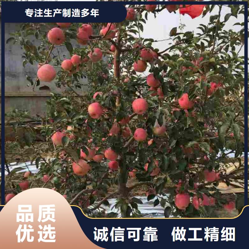 富士系列苹果苗一亩地利润厂家定制
