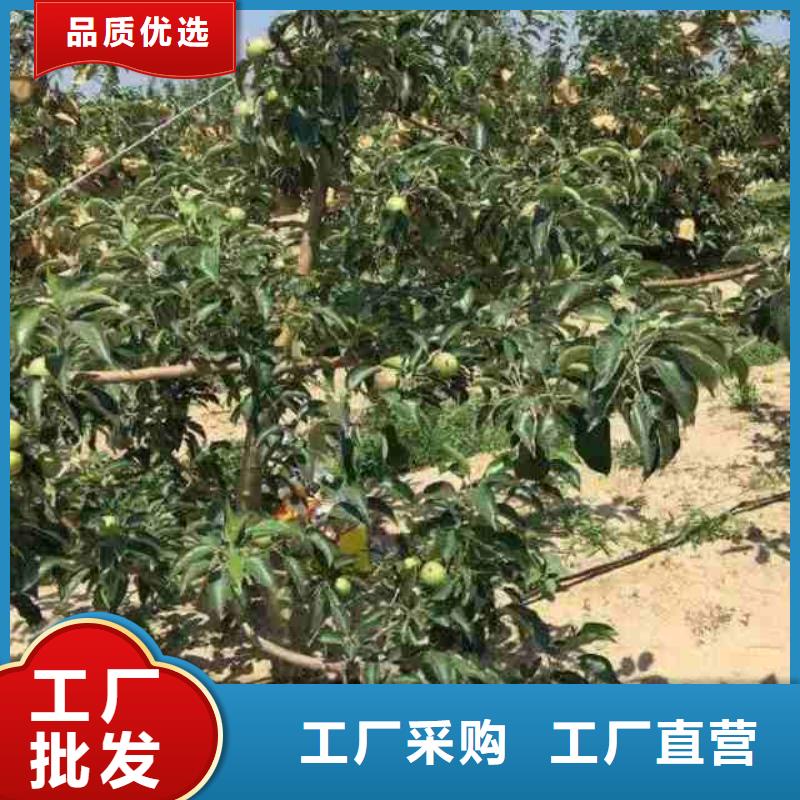 五代红星苹果苗种植方法同城生产厂家