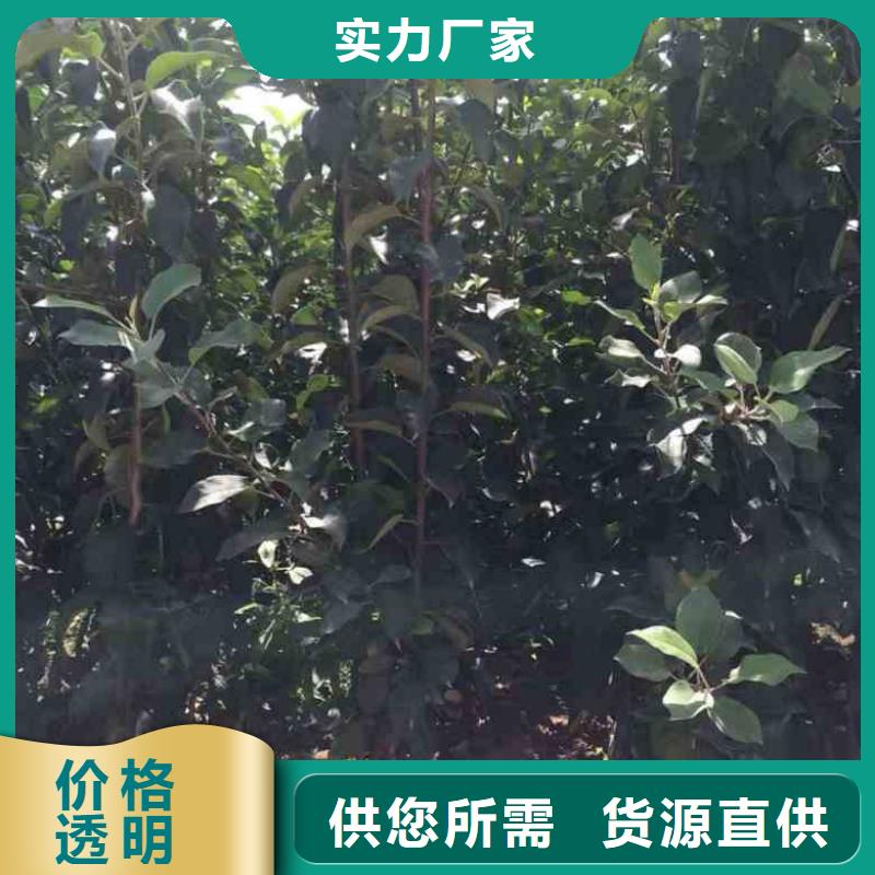 浙江红玛瑙苹果树苗栽培时间