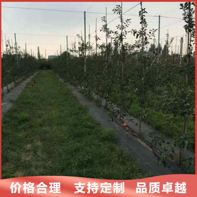 香港苹果苗板栗苗专业生产制造厂