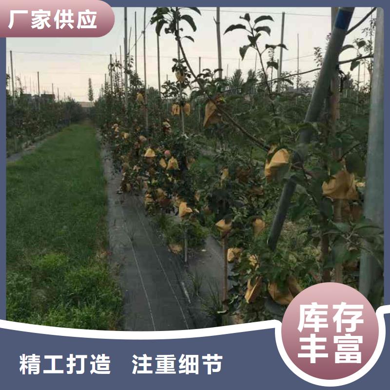 北京苹果苗 蓝莓苗满足客户所需