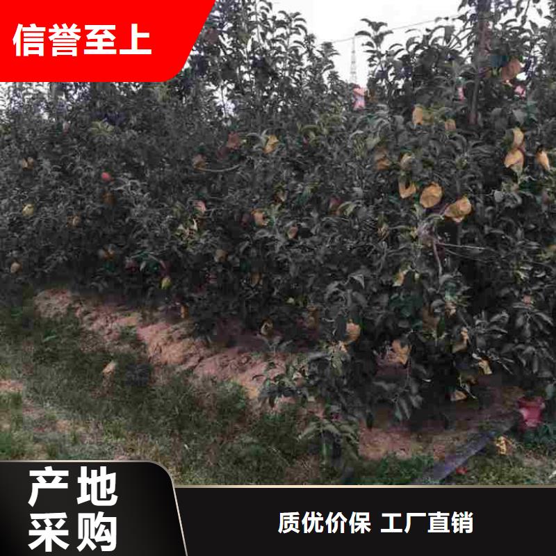 北京苹果苗桃树苗批发商