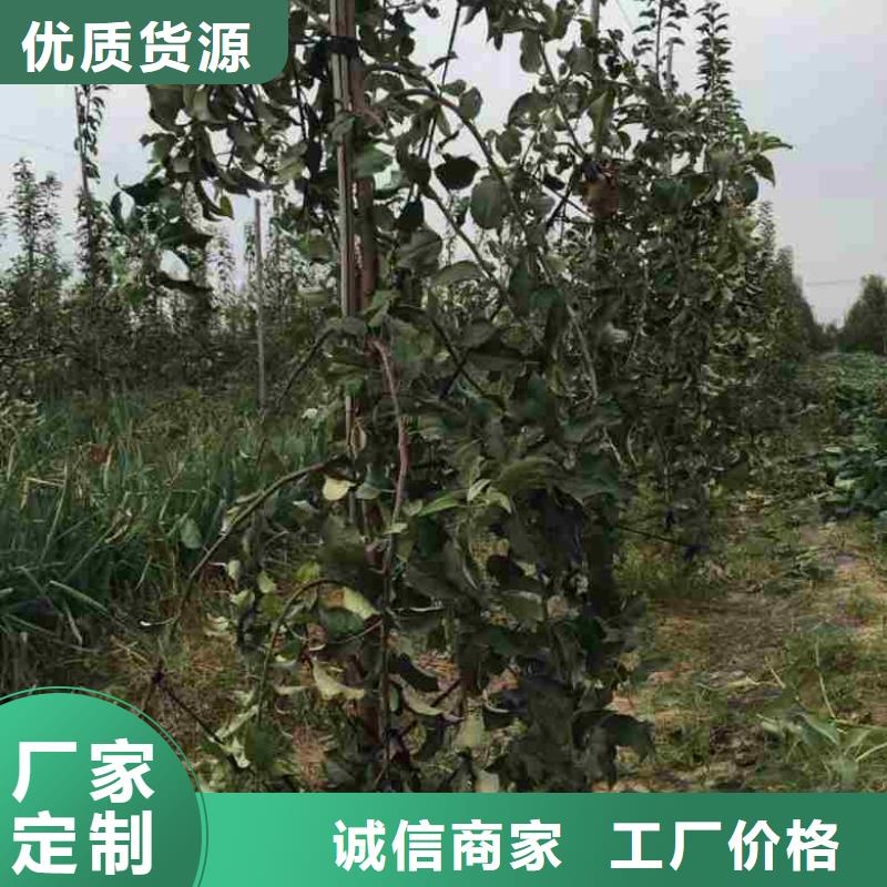台湾苹果苗李子苗优选厂家