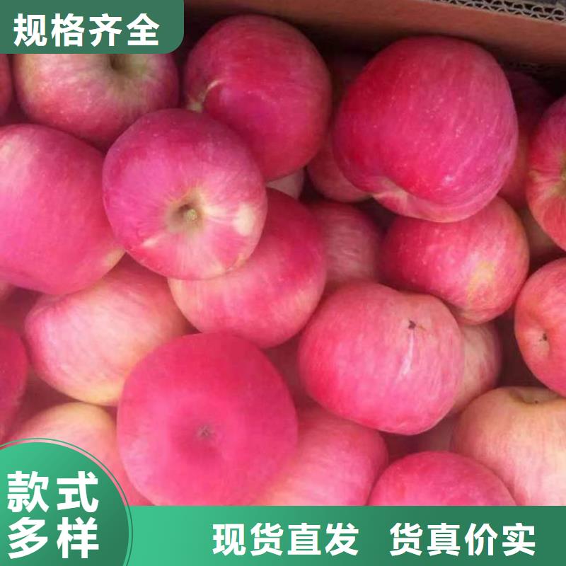 云浮富士系列苹果树苗管理方式