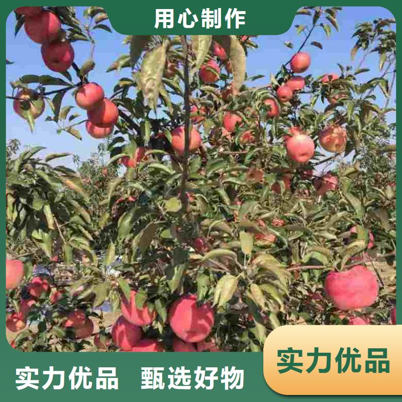湘潭海珠短富1号苹果树苗合作社