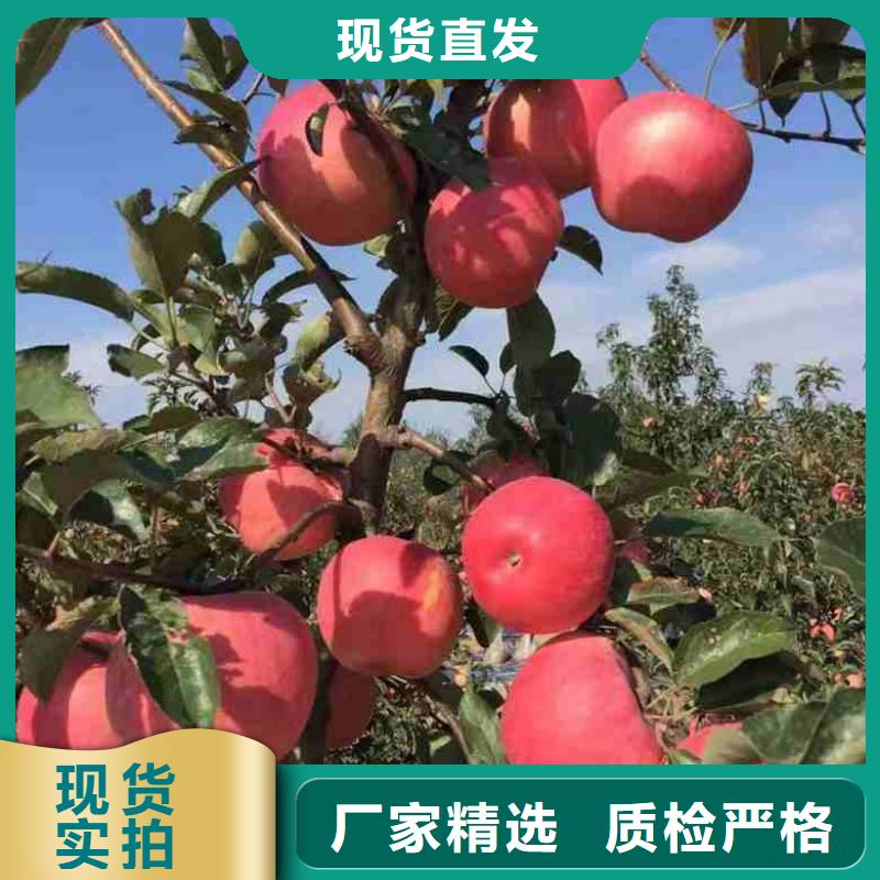 【苹果苗】蓝莓苗源头厂家量大价优本地货源
