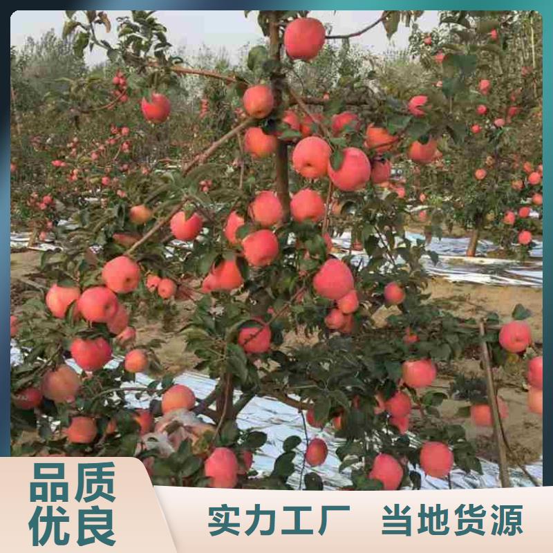 丽水红露苹果树苗价格