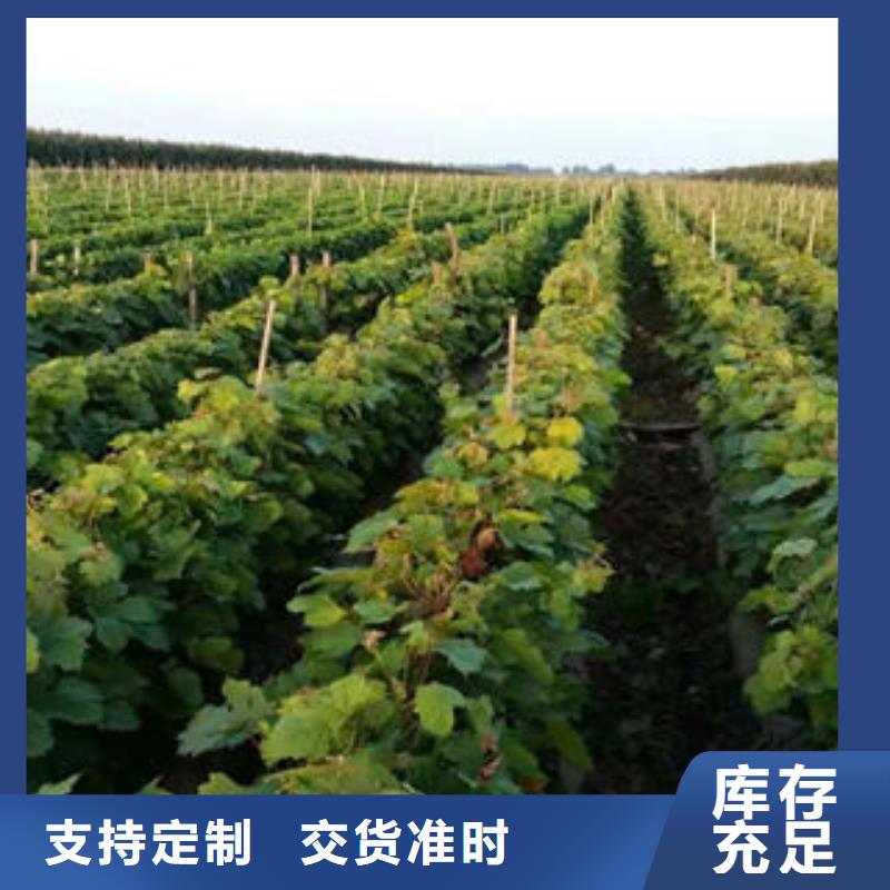 湖南秋红葡萄苗种植基地