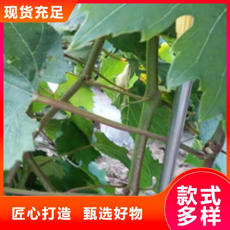四川红提葡萄树苗生产基地