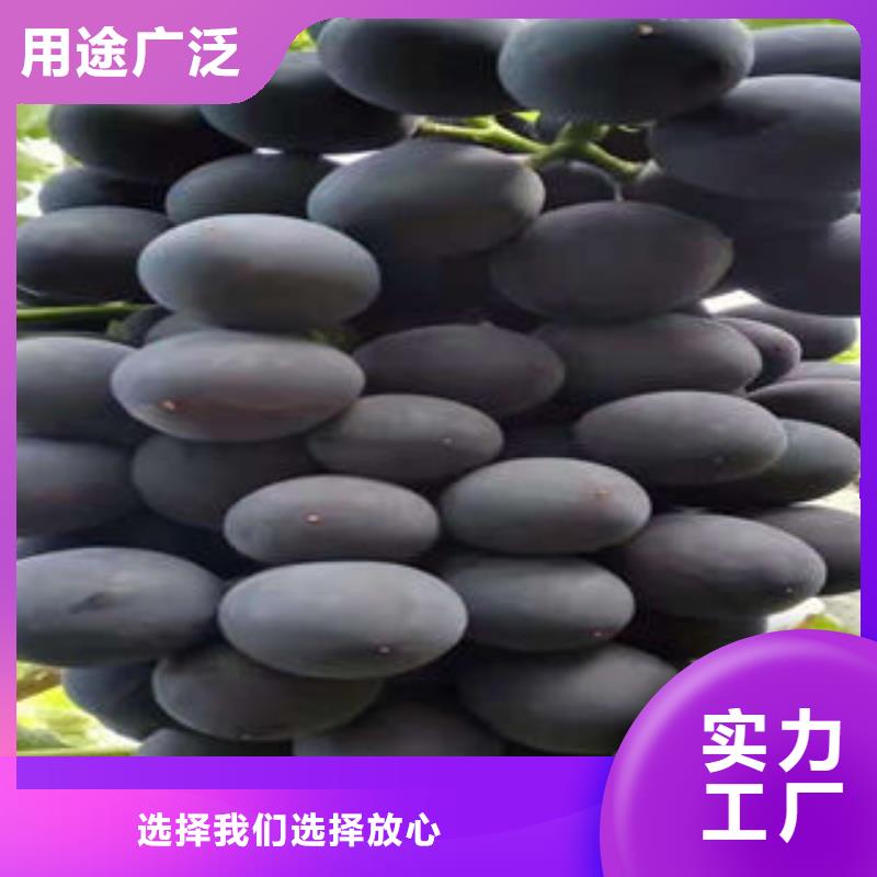 龙岩秋红葡萄树苗怎么买