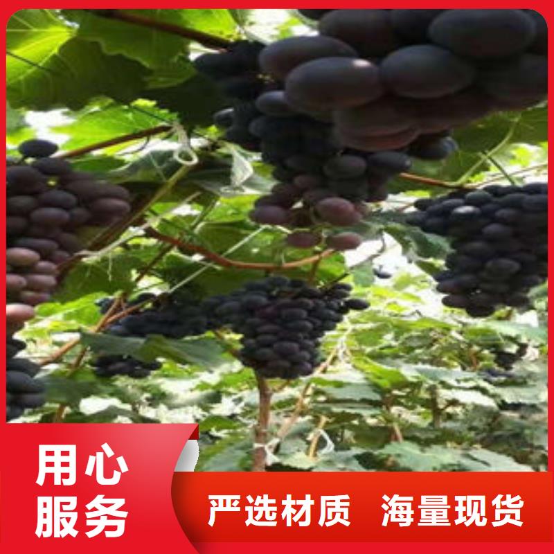 靖江秋红葡萄树苗生产基地