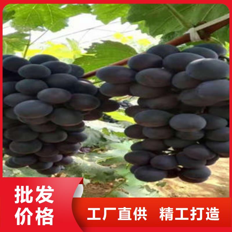 忻州夏黑葡萄苗种植时间