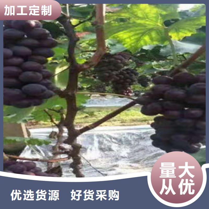杭州巨峰葡萄树苗亩产量是多少