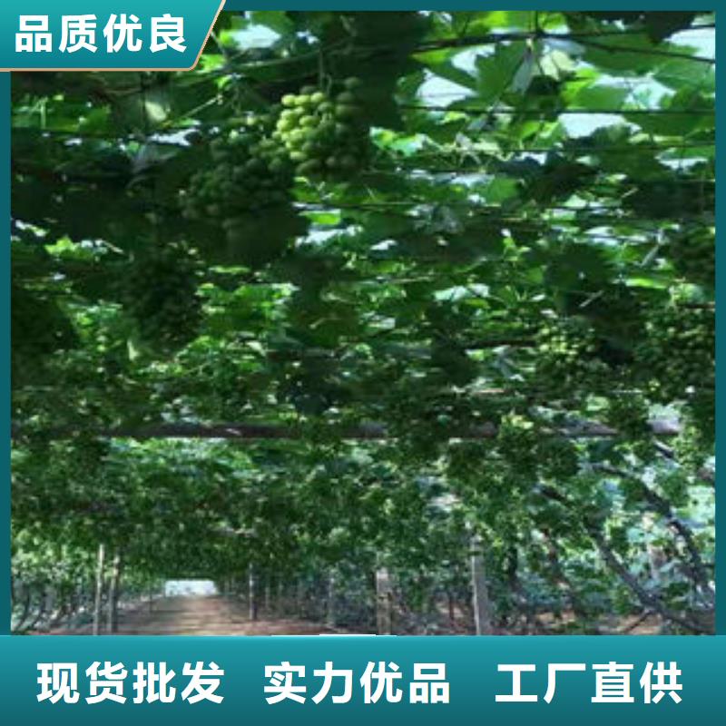 台湾葡萄苗板栗苗厂家拥有先进的设备