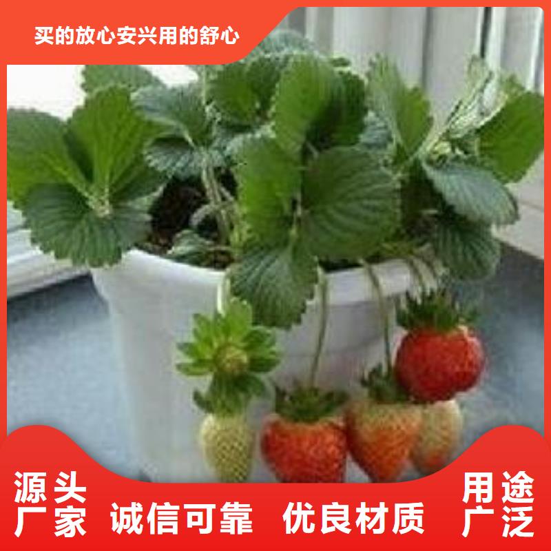 法兰地草莓苗成活率高专注品质