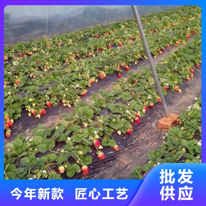 湖州章姬草莓苗批发低价