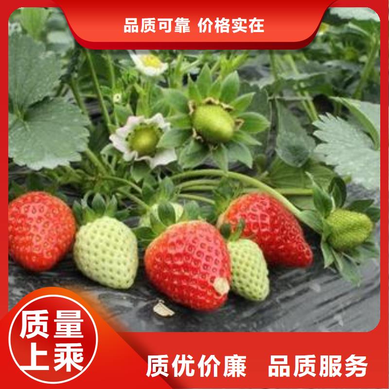 红颜草莓草莓苗多少钱一棵丰富的行业经验