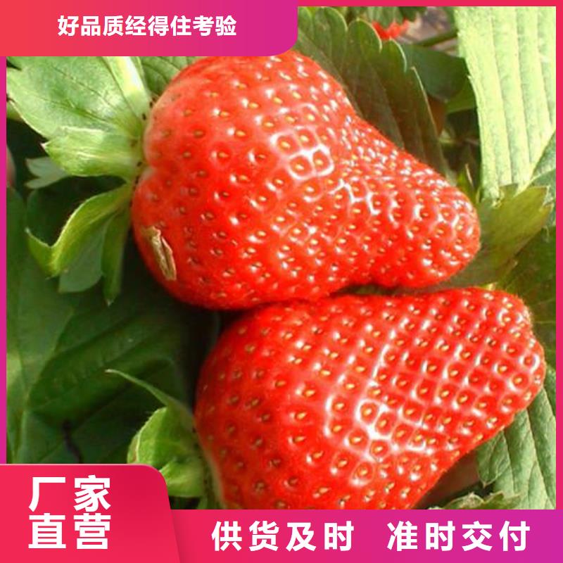 芜湖新明星草莓苗多年种植经验