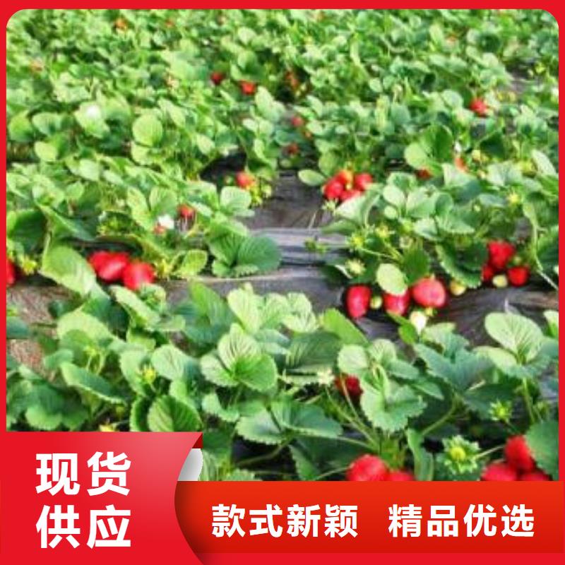 佐贺清香草莓树苗出售专业信赖厂家