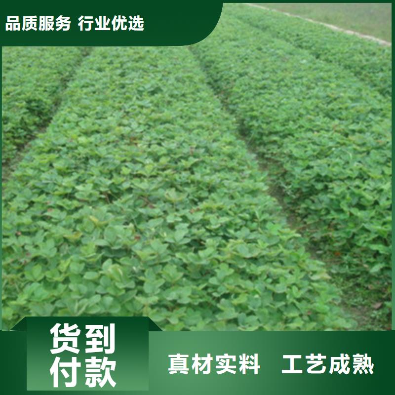 日本99草莓树苗专业合作社放心选购