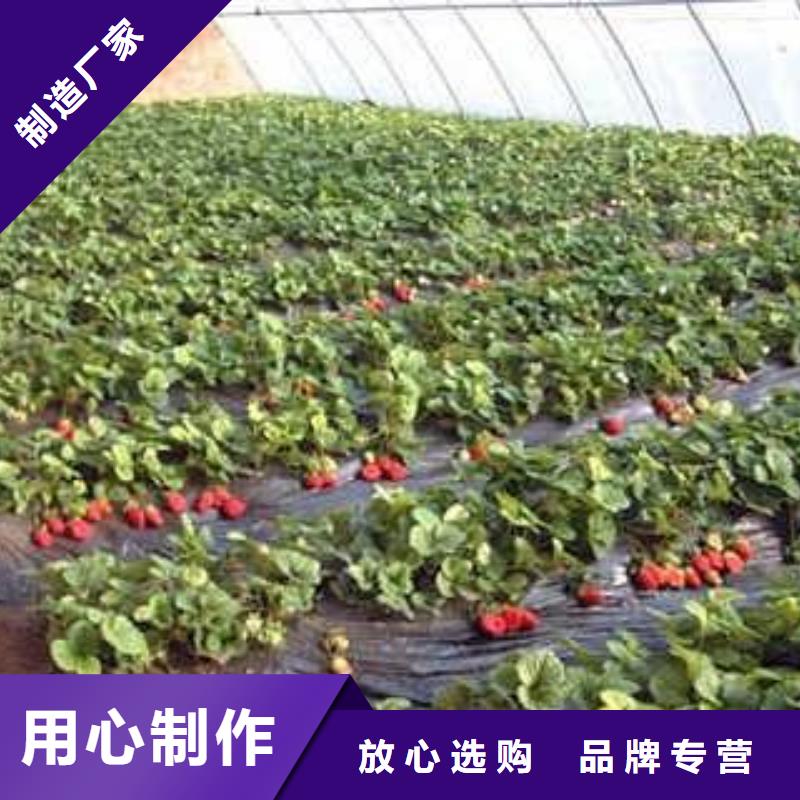 葫芦岛爱莎草莓苗种植技术