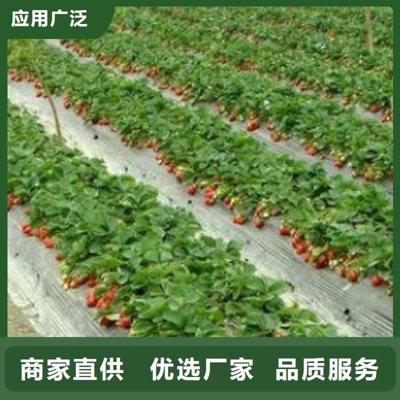 白草莓苗管理方式来图定制量大从优