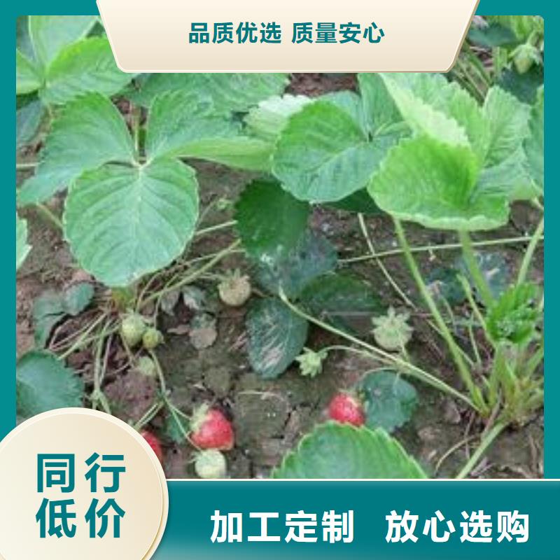 卡麦罗莎草莓树苗资讯工厂直供
