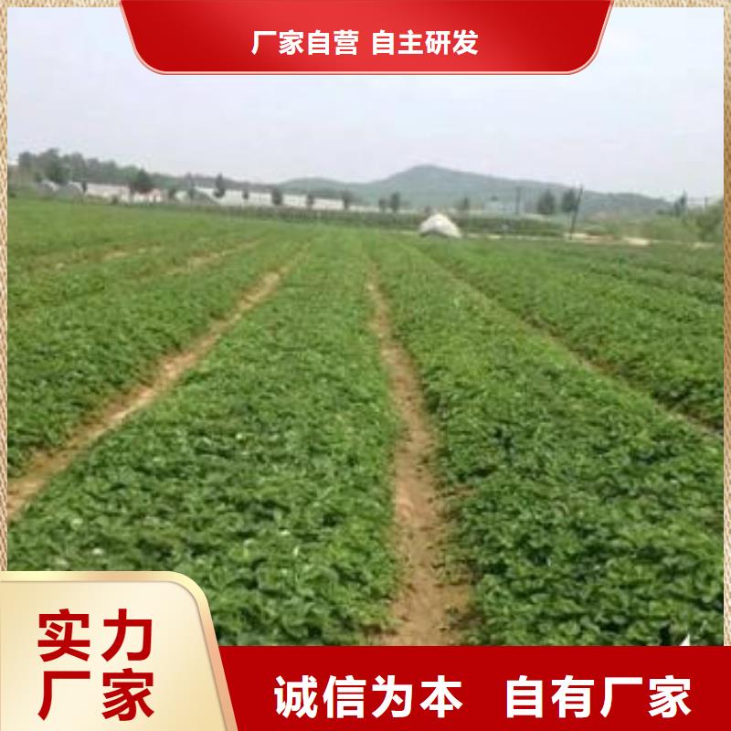 深圳丰香草莓苗栽培时间