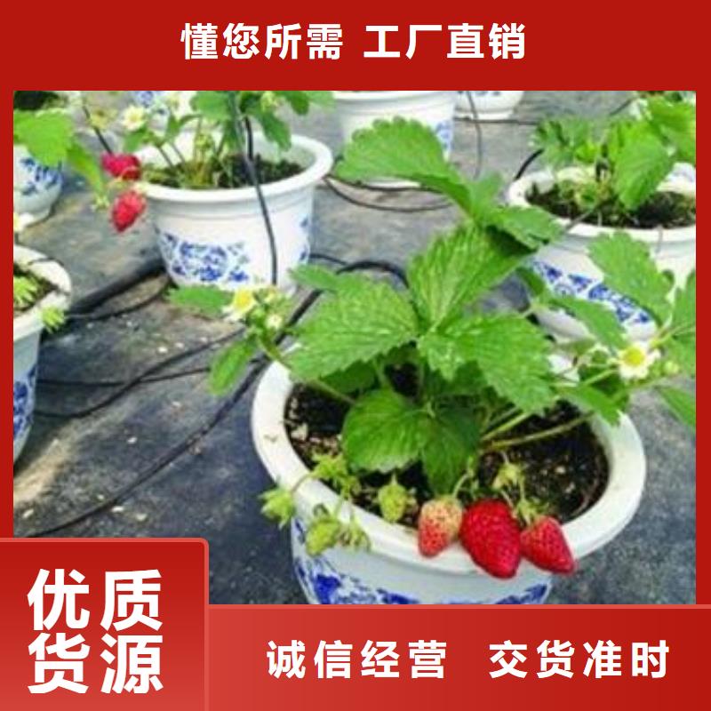 红宝石草莓苗专业合作社严选用料